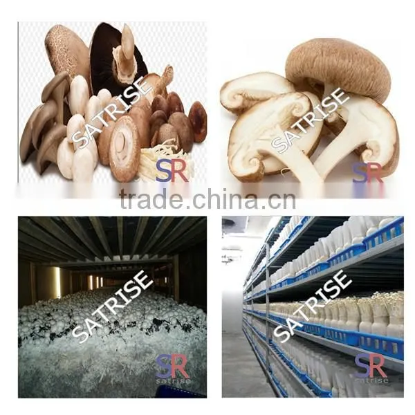 High quality inoculation stick for oyster cultivation