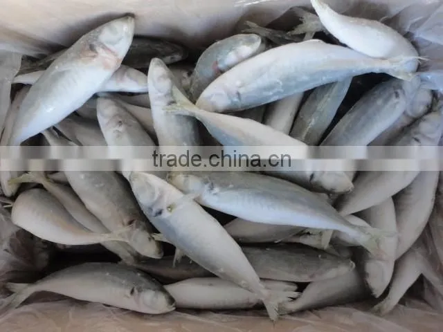 frozen horse mackerel in fish