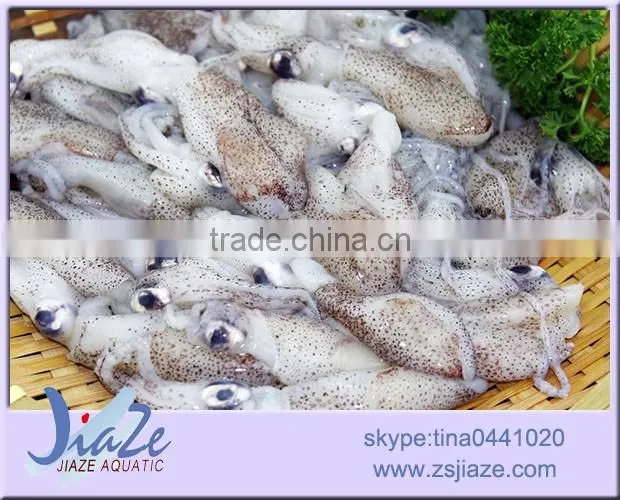 zhoushan sea caught frozen baby squid