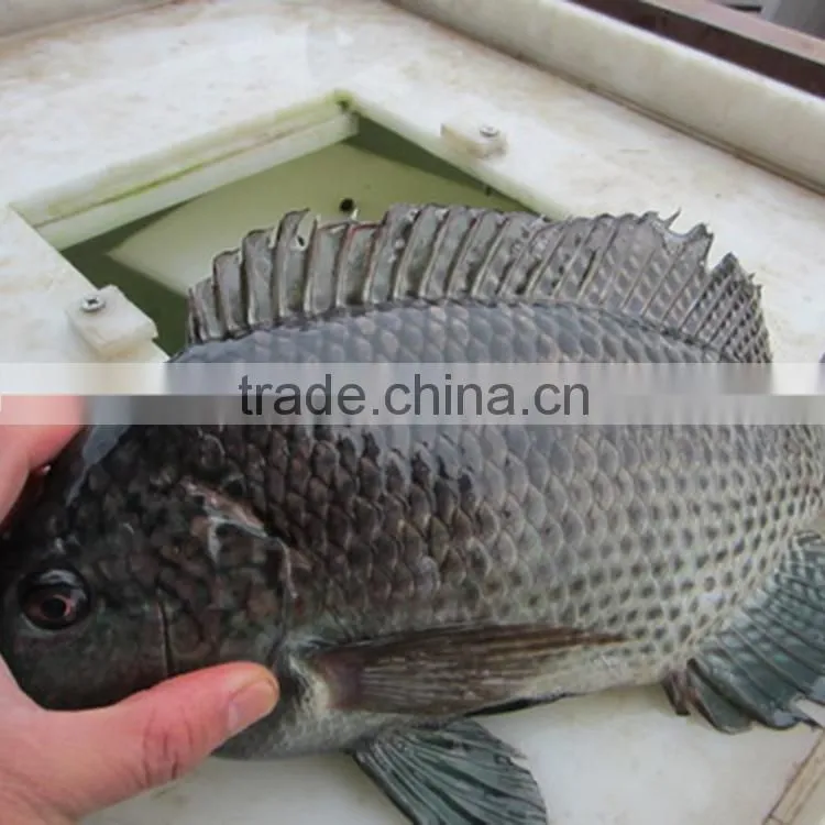 Skinless Tilapia Fillet IQF Frozen Fish Fillet