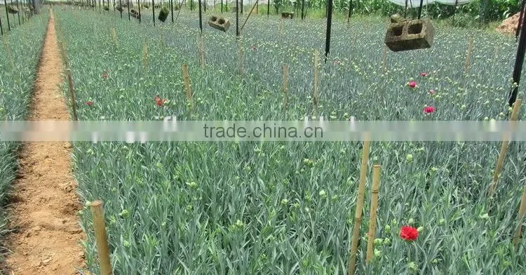 Pure and mild flavor best selling beautiful myosotis fresh flower for decoration