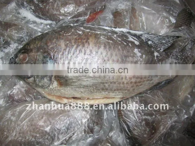 Frozen tilapia whole fish price GS
