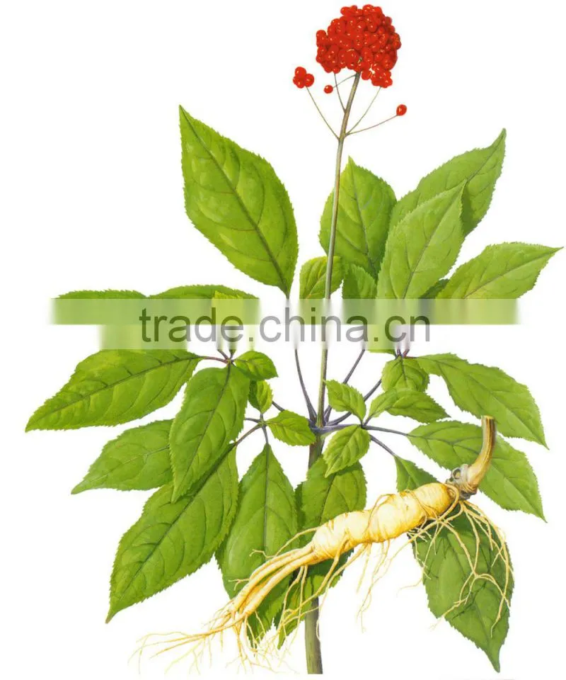 Chinese Amazing Effective herb Pure Natural Panax ginseng Oil
