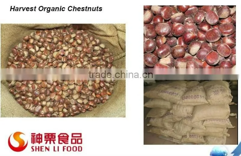 Eating Sweet Fresh Chinese dried peeled chestnuts for sale