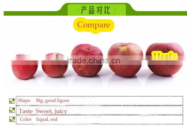 fresh fruit from China high quality and good price red big sweet crisp hanfu fresh apple