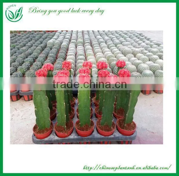 Chamaecereus sylvestri f.variegatus cactus plants