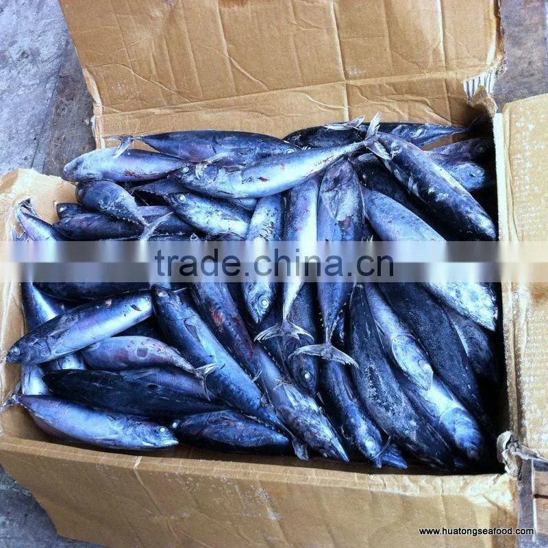 frozen bonito fish 150-200g