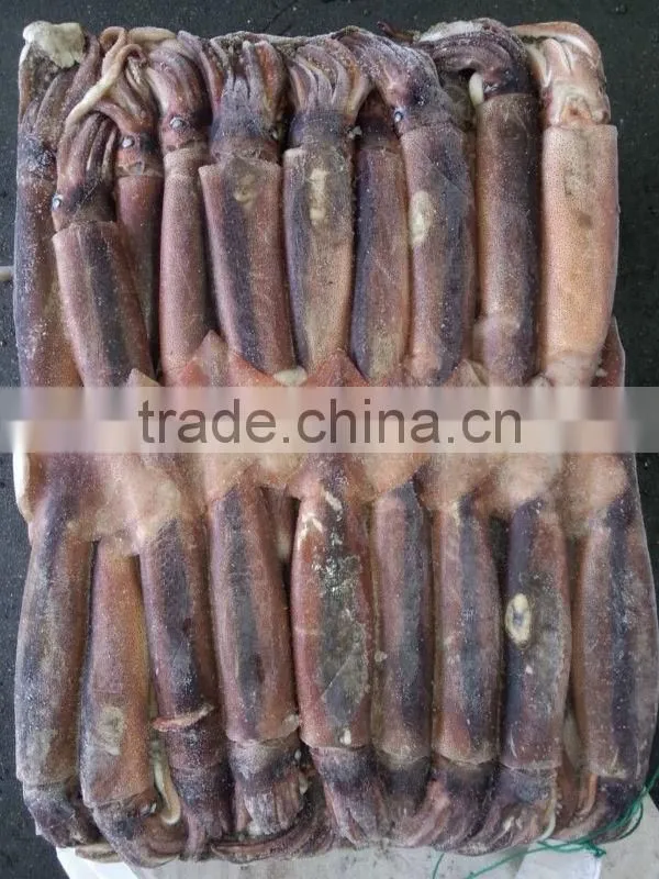 frozen thai illex squid