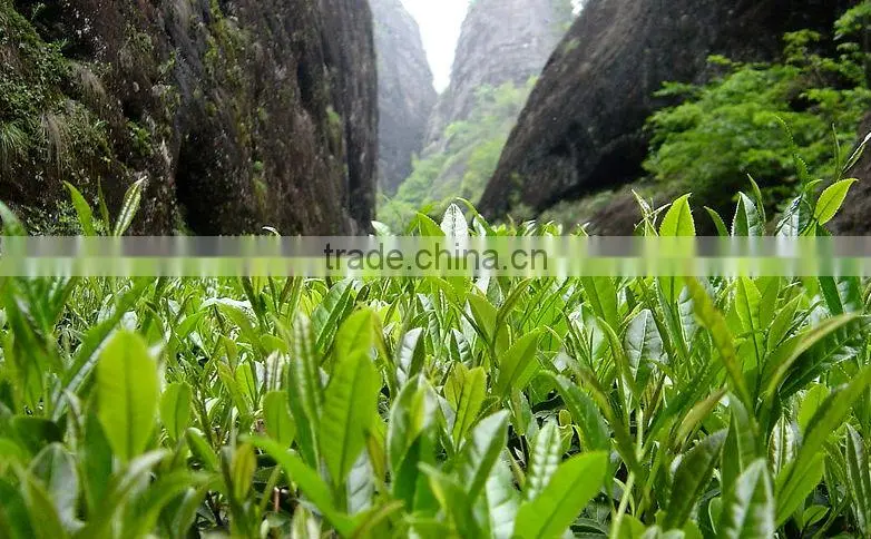 Top Da Hong Pao / Big Red Robe Oolong Tea ,Wuyi Cliff Tea