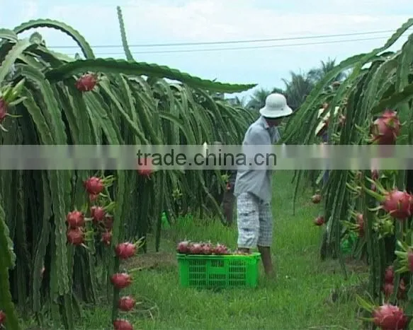 IQF DRAGON FRUIT WITH HIGH QUALITY AND COMPETITIVE PRICE