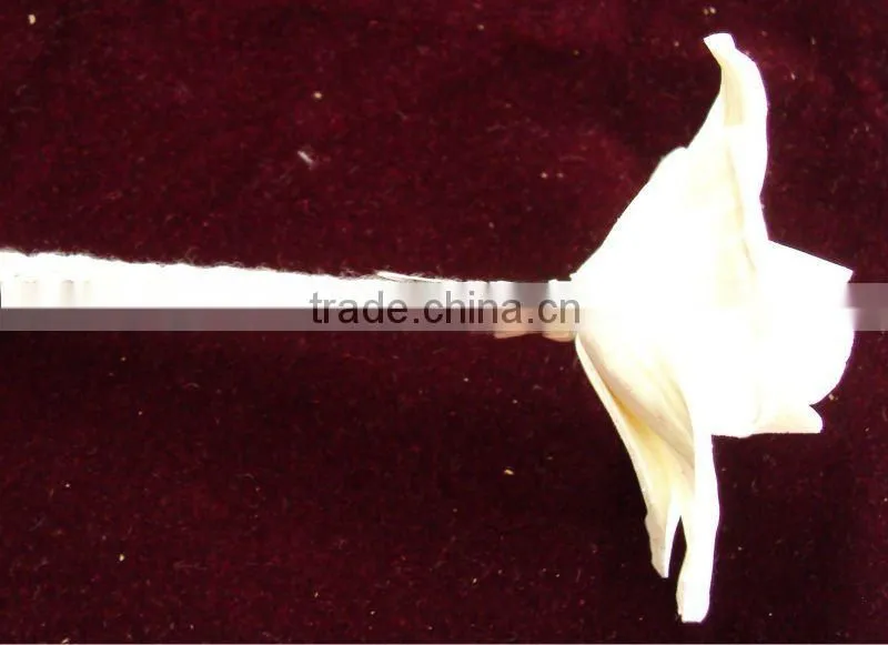 Sola flower