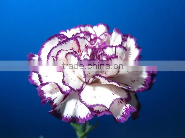 Wide varieties promotional single stem carnation for decoration
