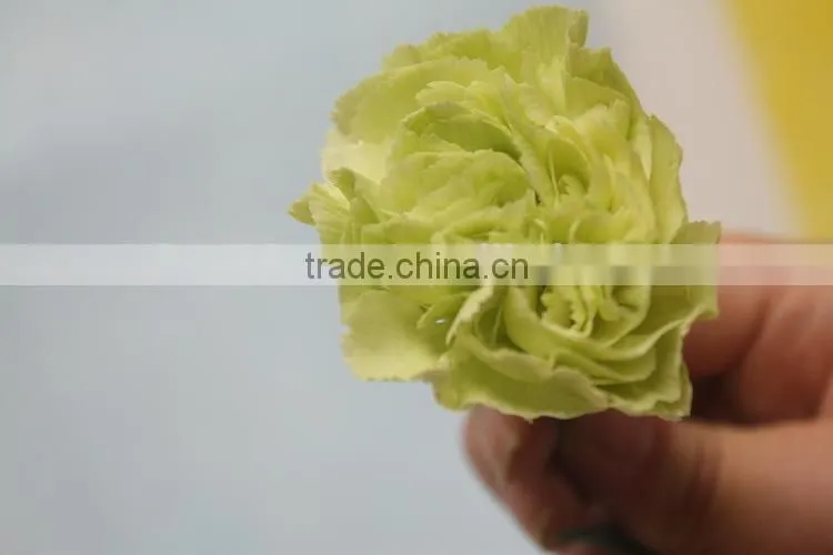 Various hot-sale fresh flower of green carnation flower