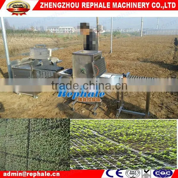 Hot Pepper Seed Planter form Zhengzhou REPHALE Machiney