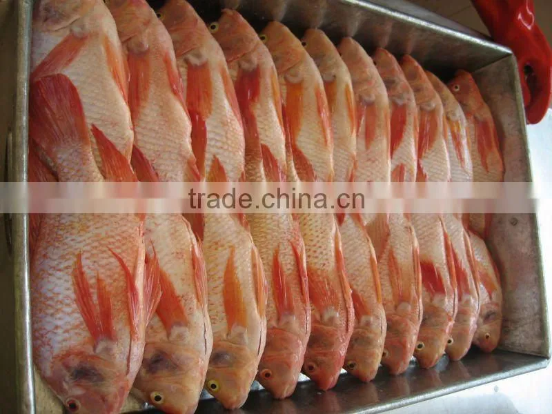 frozen red tilapia fish from China IQF