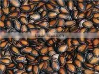 Black watermelon seeds in 11cm, 2013crop