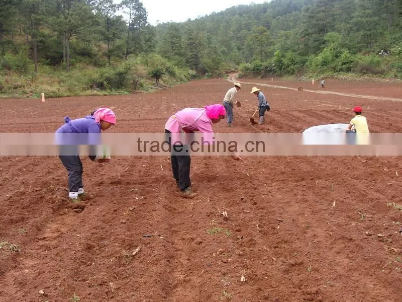 Factory hand corn seeder machine