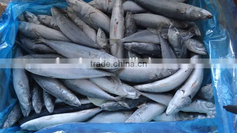 Frozen Fish Mackerel