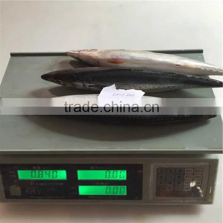 Pacific mackerels frozened pacific mackerel 200-300G for Asia importer