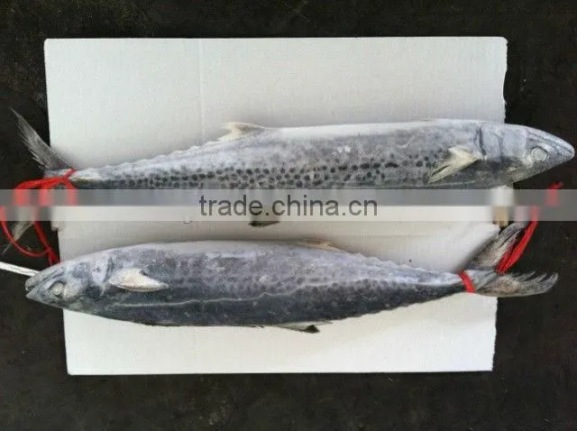 spanish mackerel IQF