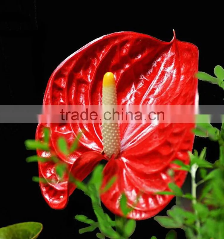 Durable hotsell red anthurium plant