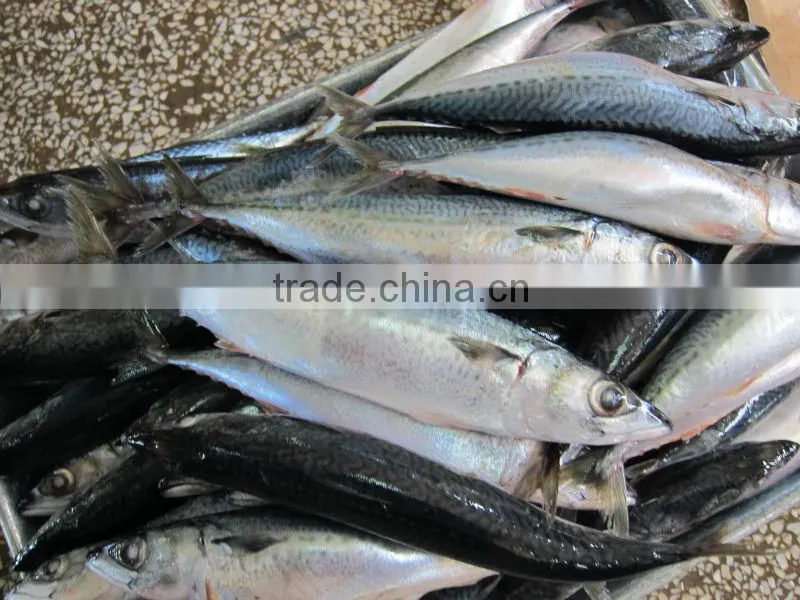canned mackerel