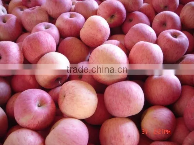 fresh Fuji apple supplier