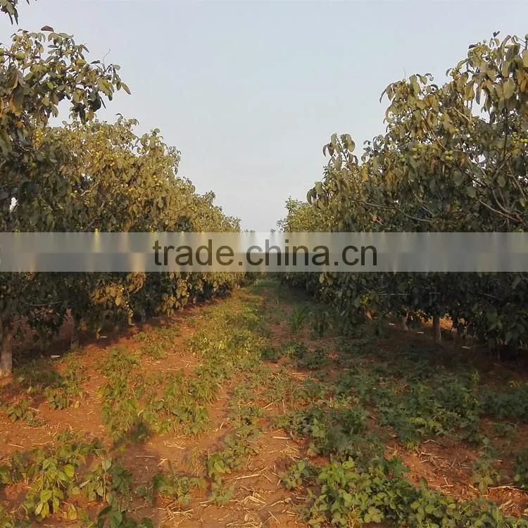 organic walnuts in shell, best price