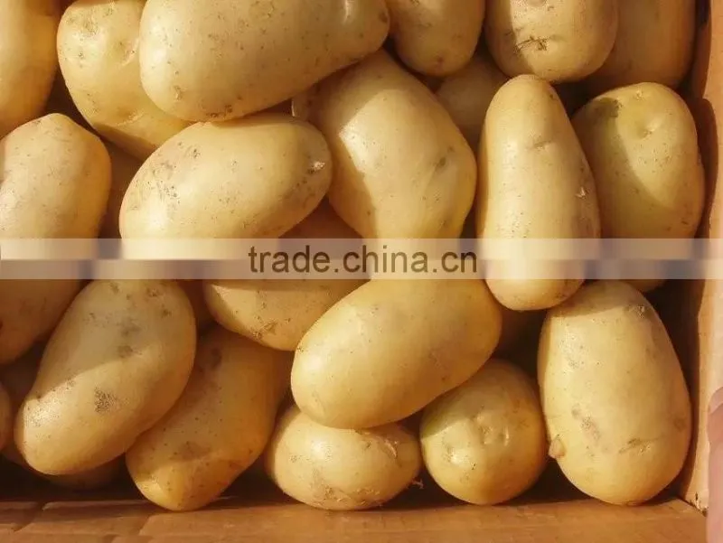 supply fresh vegetables ,high quality fresh potatoes for sale