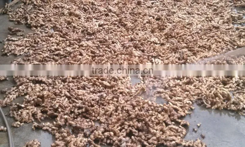Vietnam Fresh ginger 100-200gr