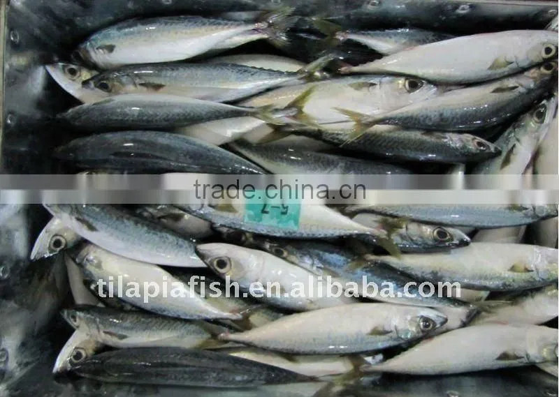 High quality frozen pacific mackerel fish for sale