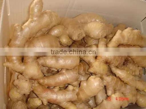 Chinese ginger, mature ginger root