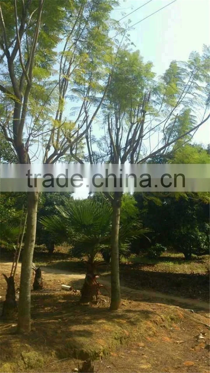 Jacaranda mimosifolia