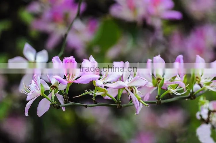 Bauhinia variegata