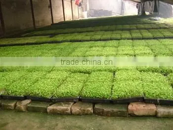 China supplier Best sell growing tray for flower