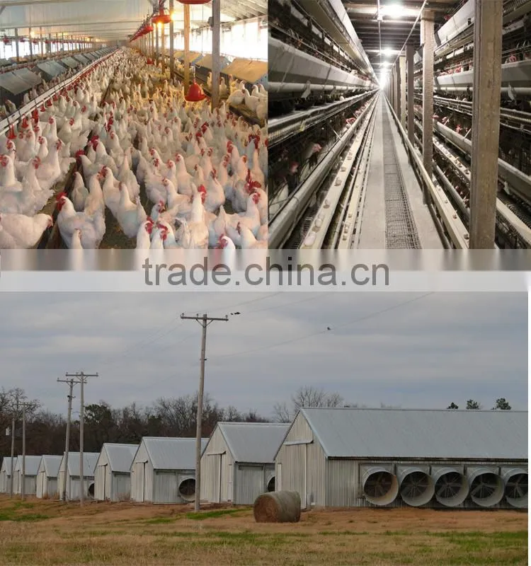 Prefab Cold Formed Steel Chicken Farm/Shed/Building