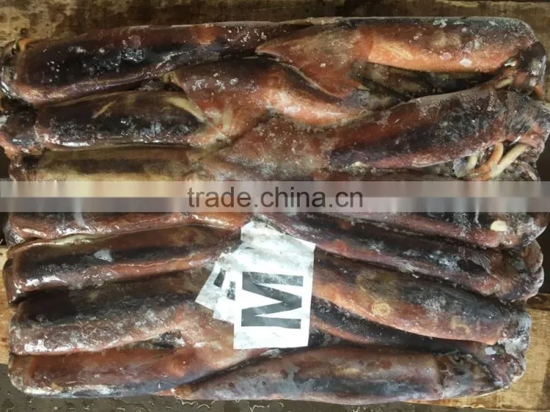 M Frozen Squid 200-300G Frozen Illex Squid