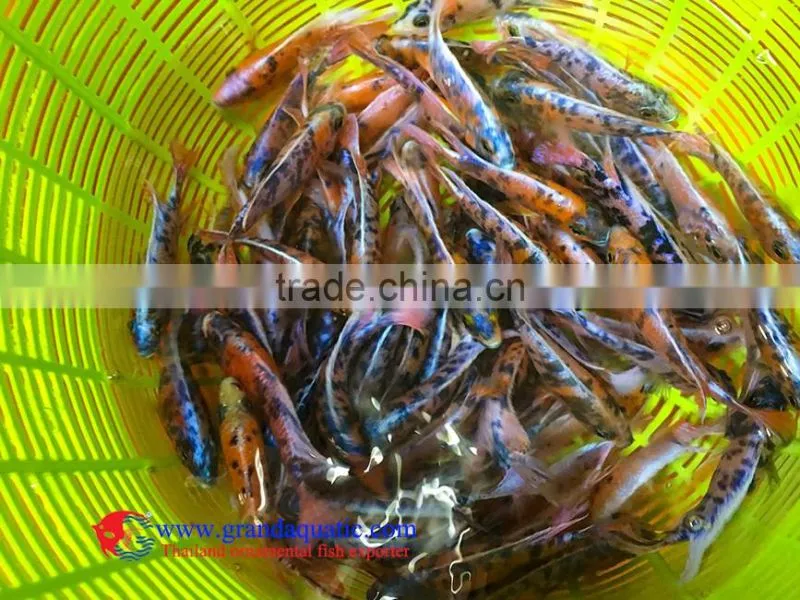 Quality Malawi cichlid fish exporter