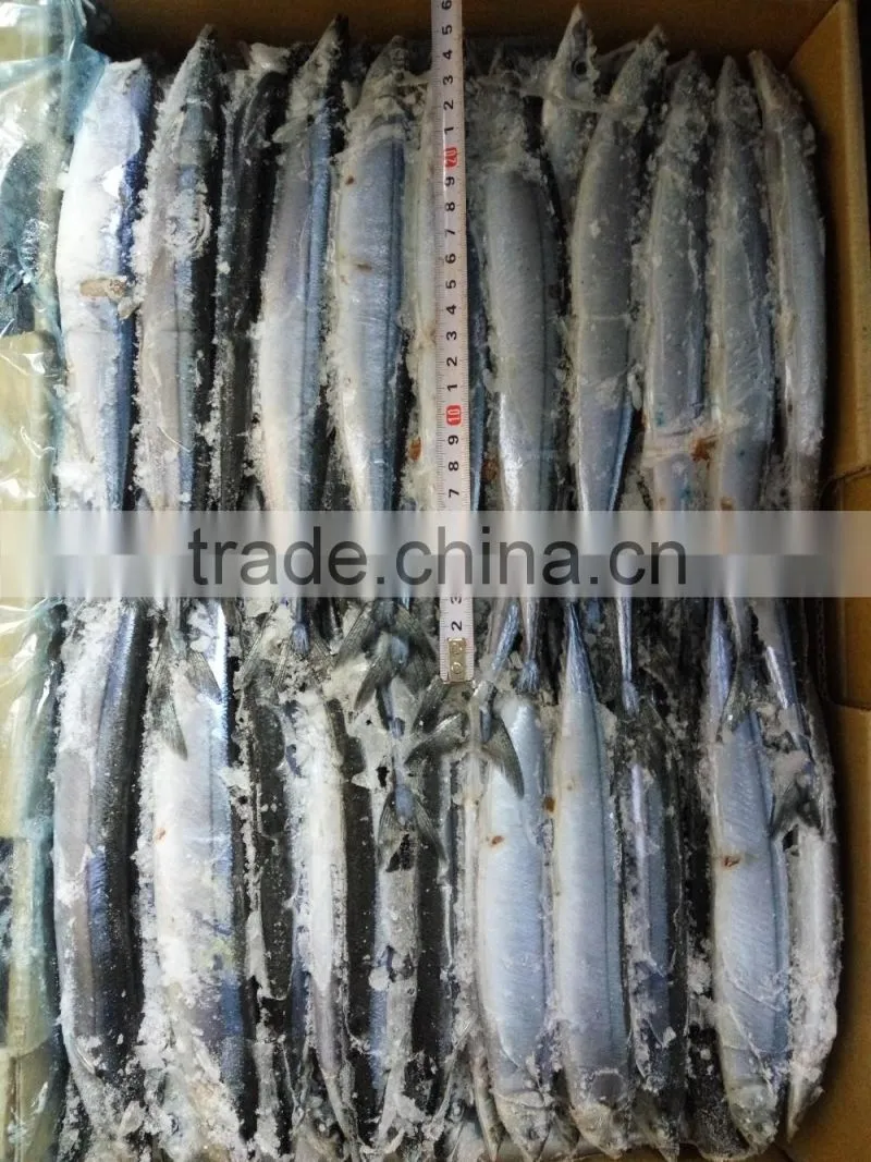 pacific saury fish whole round
