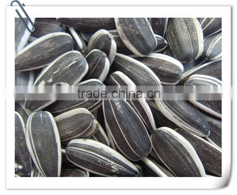 inner mongolia sunflower kernels
