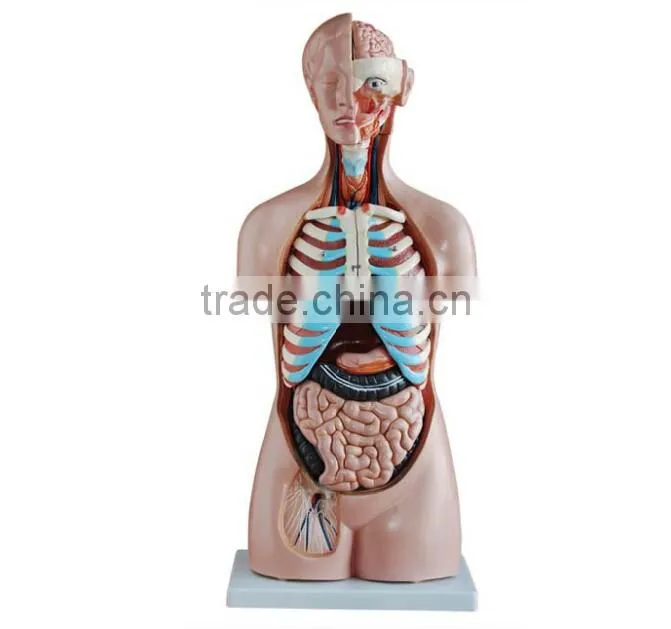 Dual Sex Torso model With open back 17parts
