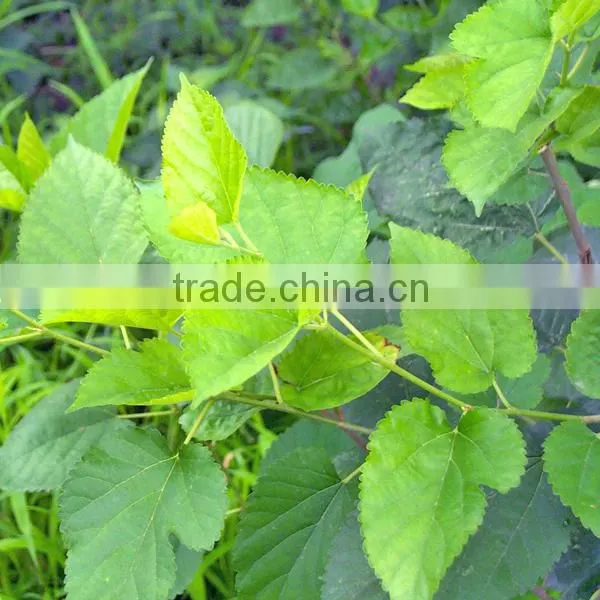 Mulberry Leaf Extract 1%,2%,5% DNJ for Alzheimer's