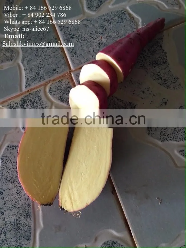 Export fresh Sweet potato for all market