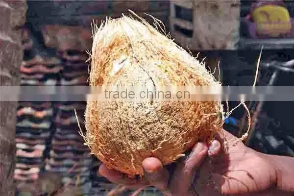Matured coconuts