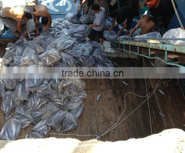 IQF spotted chub mackerel for sale