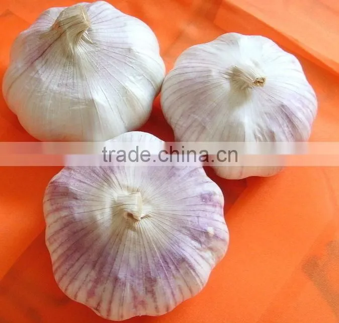 Solo garlic