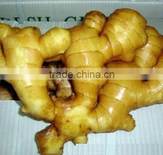 2016 new crop fresh ginger at cheap price