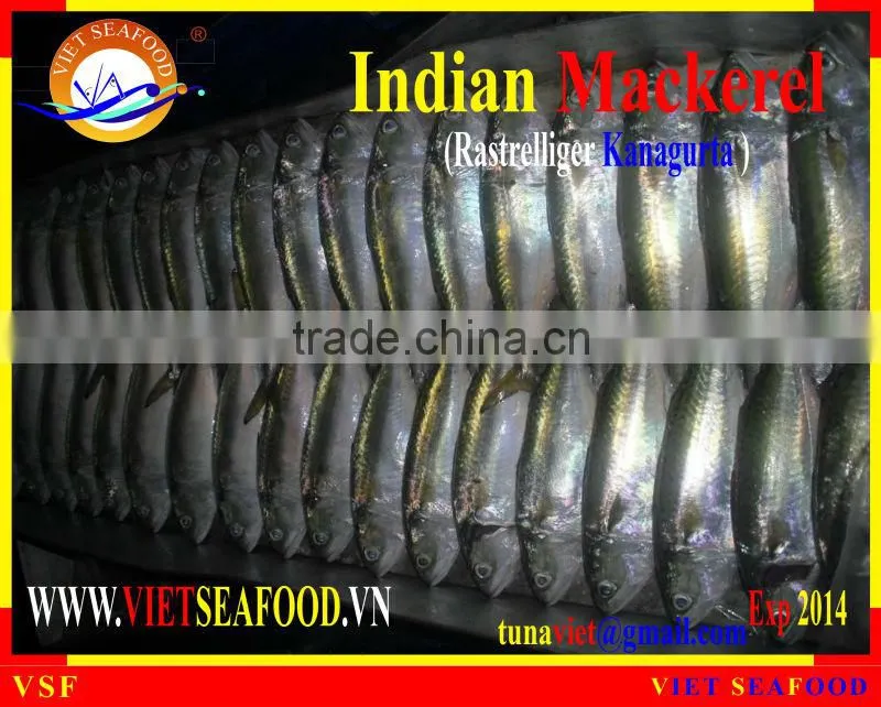 FROZEN INDIAN MACKEREL W/R