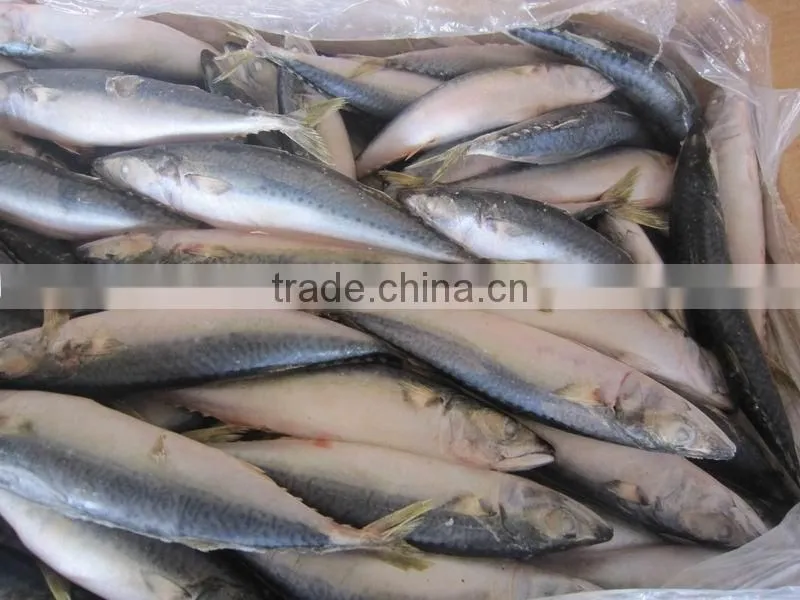 frozen mackerel 500g up