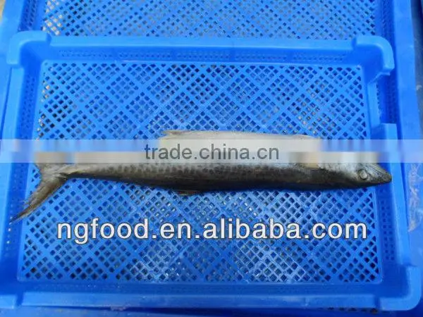 Frozen Spanish Mackarel fish whole